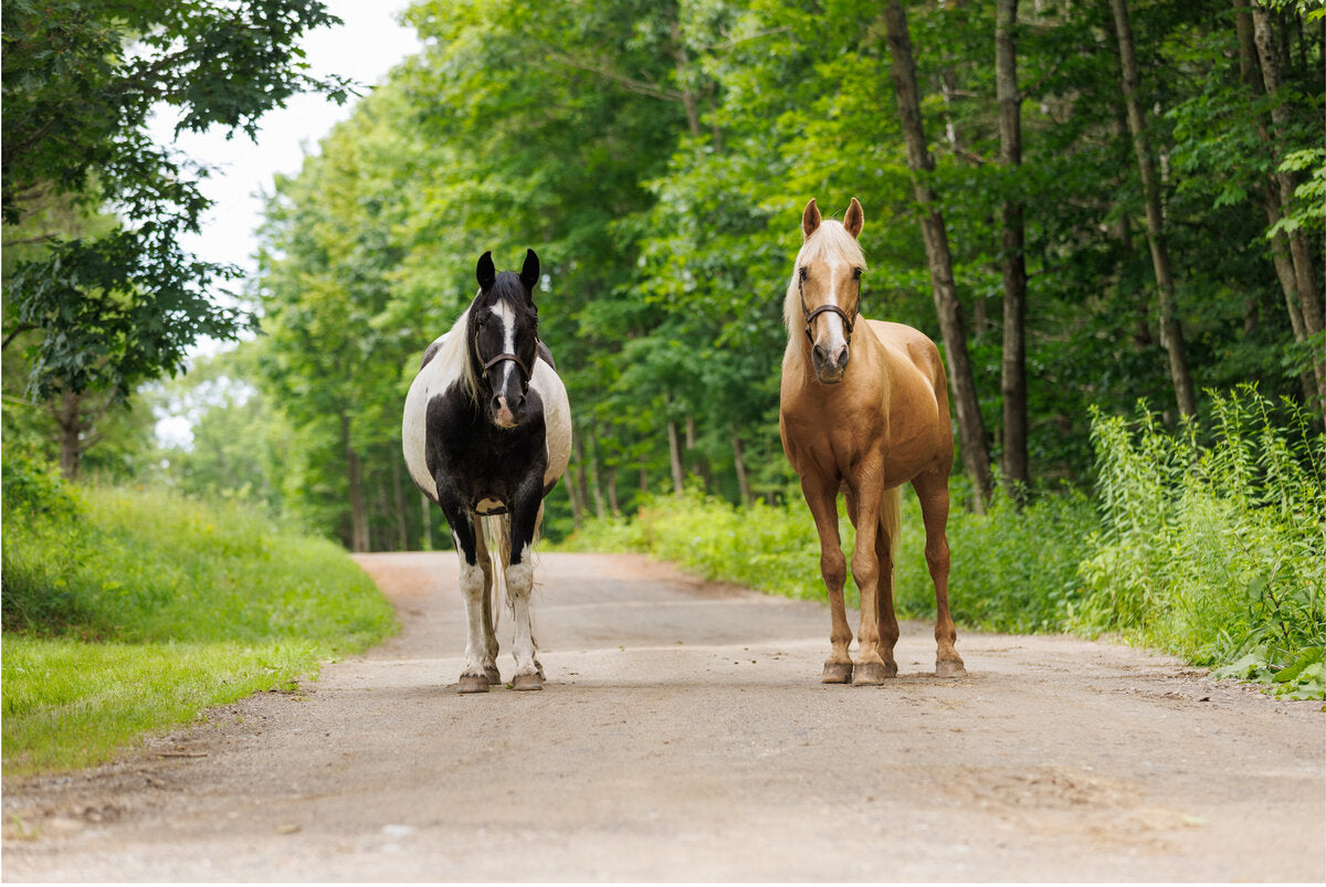 Whispering Woods Stables, LLC