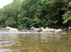 Coldwater Ranch